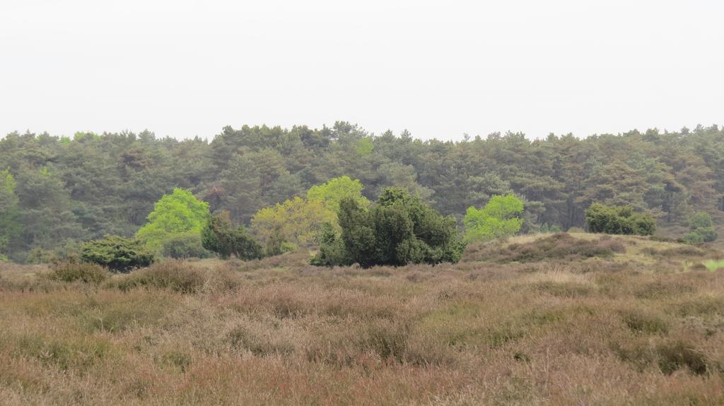'T Zwanemeer Gieten Exterior foto